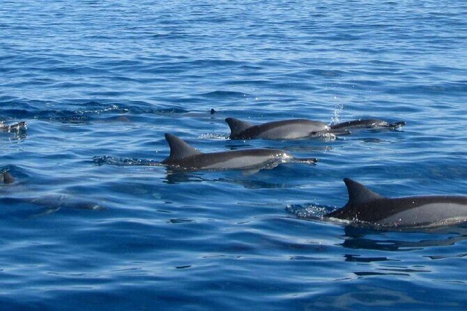 Mauritius : Dolphins Swim and Ile Aux Bénitiers with BBQ - Price and value: why $73.17 can work for a 6-hour ocean day