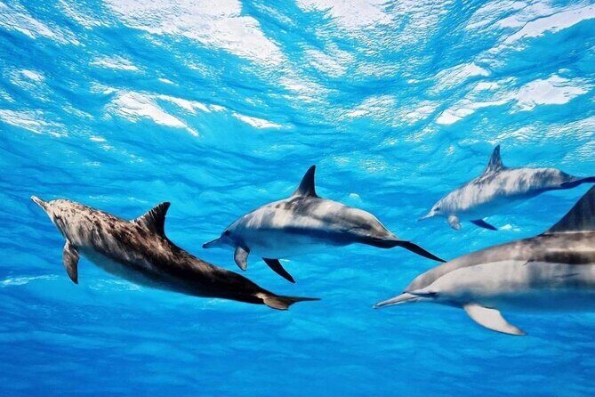 Mauritius : Dolphins Swim and Ile Aux Bénitiers with BBQ - Group size, comfort, and the dolphin-location reality