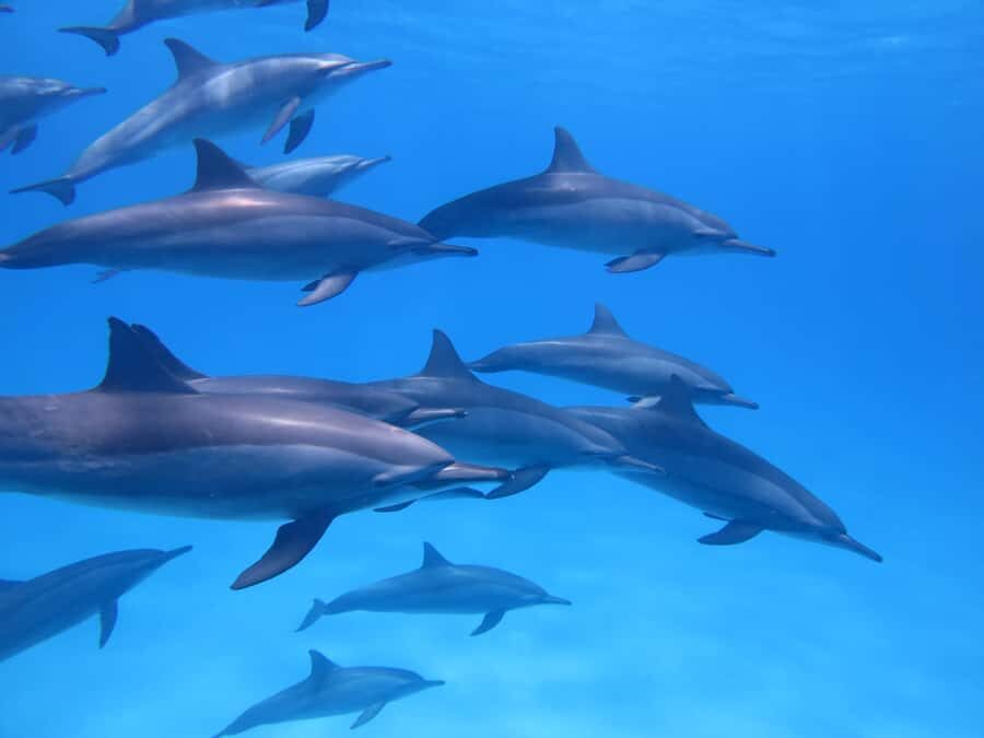 Mauritius: Dolphins watch half-day - Key things to know before you go