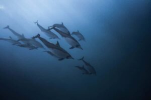 Mauritius: Dolphins watch half-day - Getting to the water: what the speed boat ride adds (and what to expect)