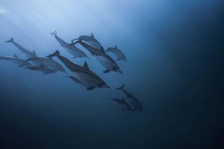 Mauritius: Dolphins watch half-day - Getting to the water: what the speed boat ride adds (and what to expect)