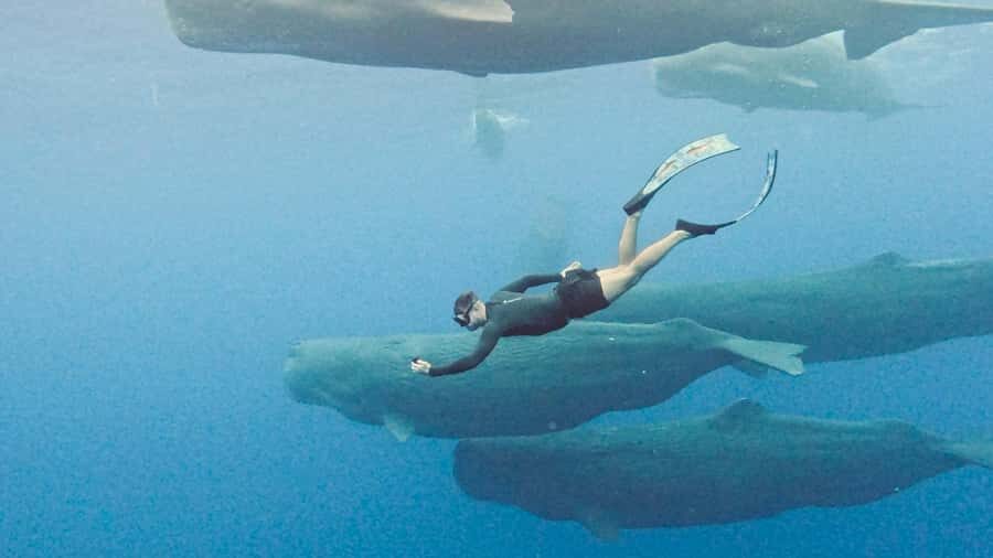 Mauritius Eco Whales Quest, 3-4 hours Expedition - Key highlights you’ll feel right away