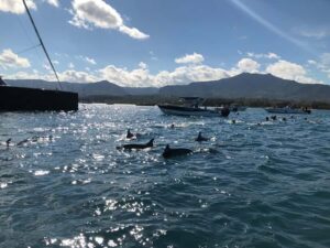 Mauritius Eco Whales Quest, 3-4 hours Expedition - Boat guide power: why the human touch matters at sea