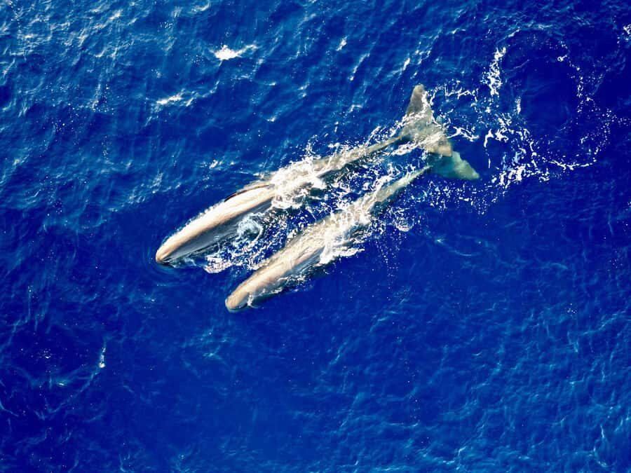 Mauritius Eco Whales Quest, 3-4 hours Expedition - What whales you might spot, and how to get the best moments