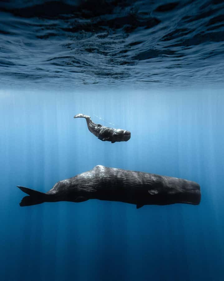 Mauritius Eco Whales Quest, 3-4 hours Expedition - Who this whale quest fits best
