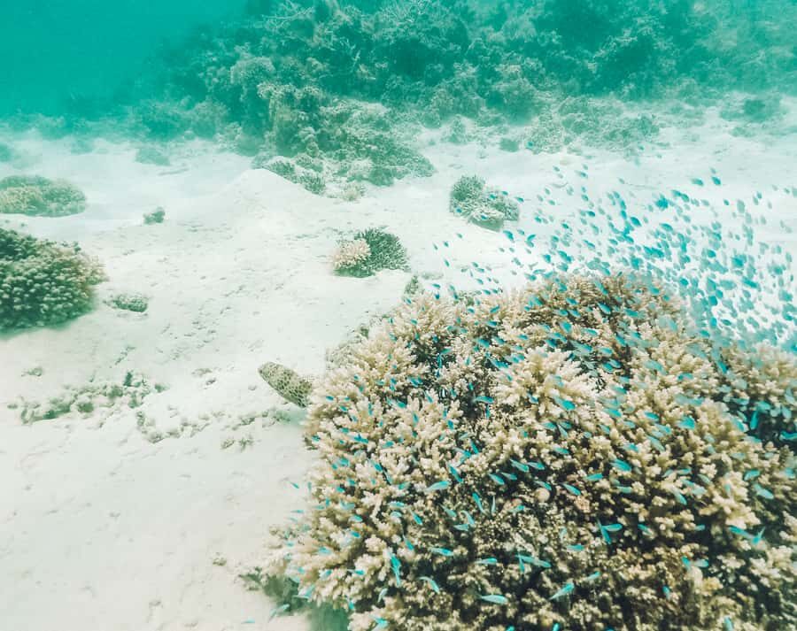 Mauritius: Full-Day Speedboat Tour to Ile aux Cerfs & BBQ - On-Board Food, Drinks, and the Crew’s Pace