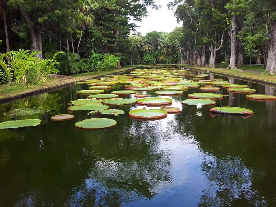 Mauritius: Full Day Tour of the North with Hotel Transfer - Ripe Black Tea Factory Tasting: The Mauritian–Chinese Connection