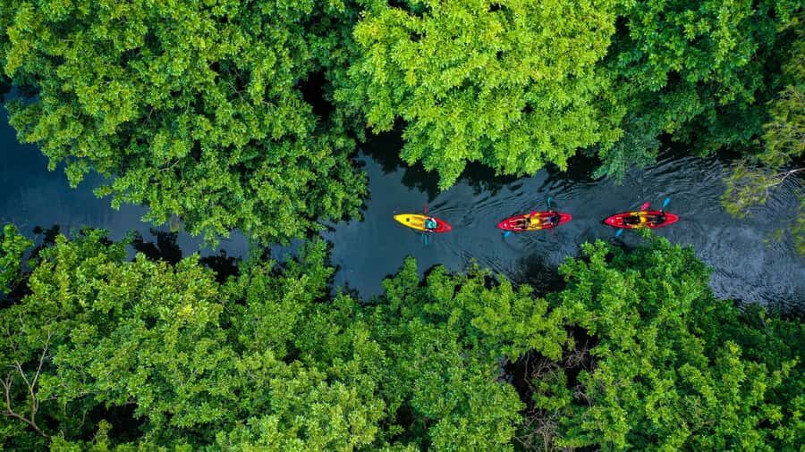 Mauritius: Guided Kayak Tour on Tamarin River - Tamarin Bay Start: Paddle Where Ocean Meets River