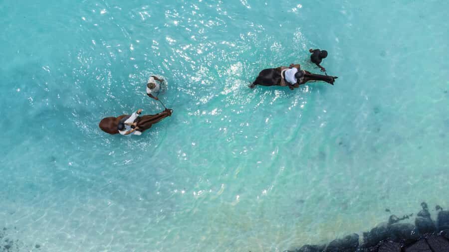 Mauritius: Horseback riding on the beach - Key highlights worth planning for