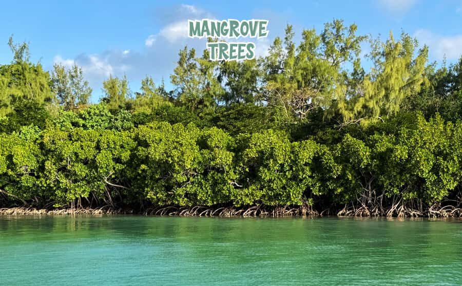 Mauritius: Ile aux Cerfs Speedboat Tour with Lunch & Drinks - Speedboat day from Le Four a Chaud and Trou d’Eau Douce