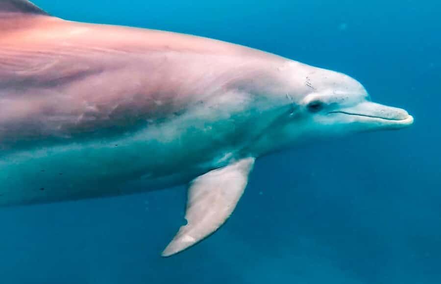 Mauritius Le Morne: Eco-Friendly Dolphin Watching Tour - Key highlights worth planning for