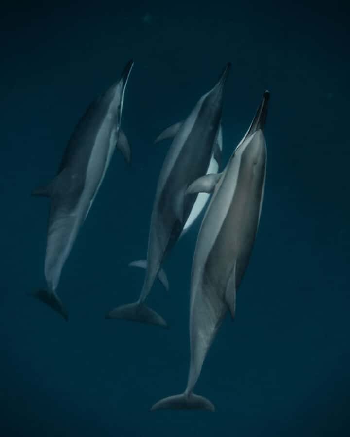 Mauritius Le Morne: Eco-Friendly Dolphin Watching Tour - The captain briefing: dolphin facts before you meet them