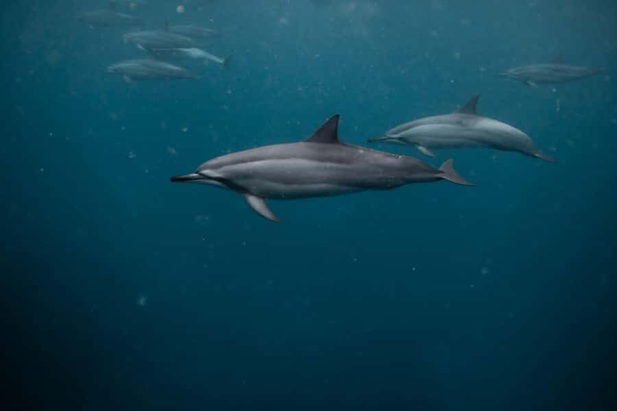 Mauritius Le Morne: Eco-Friendly Dolphin Watching Tour - Snorkeling in the lagoon: turtles and that clear-water feeling