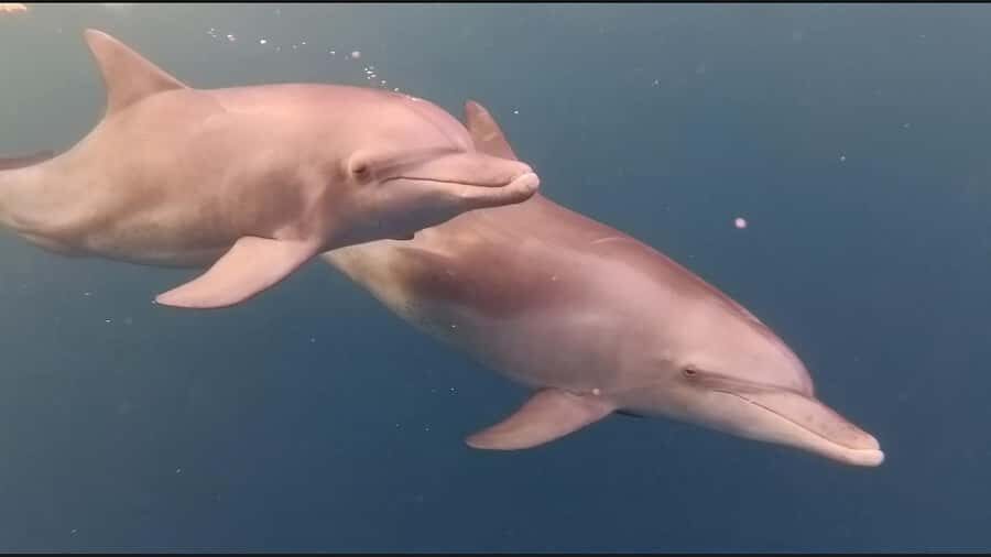 Mauritius Le Morne: Eco-Friendly Dolphin Watching Tour - Weather and swimming comfort: the main thing to plan for