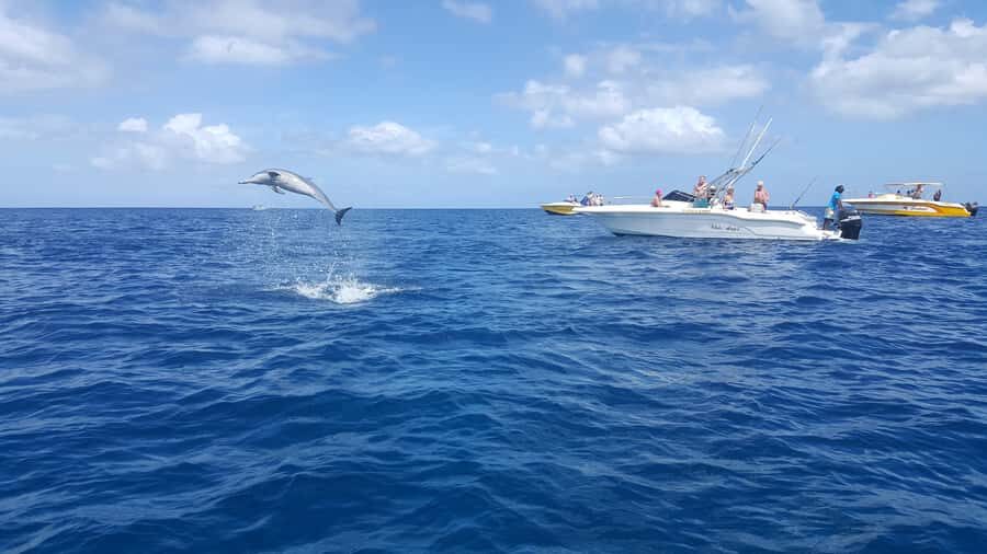 Mauritius: Ocean Swim with Dolphins - From Martello Tower to the Speedboat by 8:00
