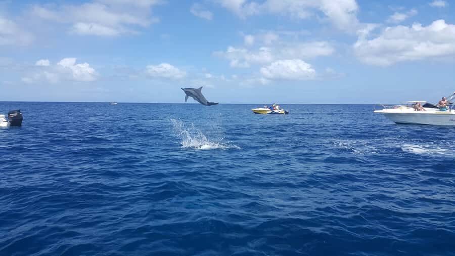Mauritius: Ocean Swim with Dolphins - Dolphin time: the thrill, the tempo, and the reality check