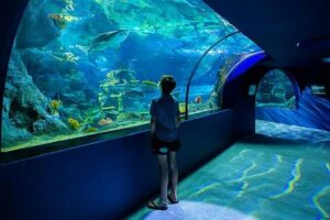 Mauritius Odysseo Oceanarium in Port Louis - Inside the 5500 m²: 45 habitats and about 200 Indian Ocean species