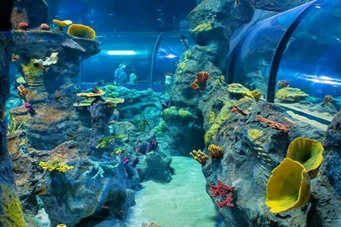 Mauritius Odysseo Oceanarium in Port Louis - How long the visit takes in real life, plus noise and crowd pacing