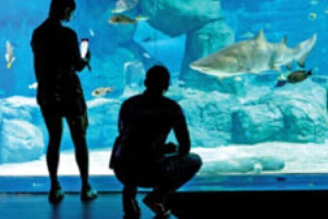 Mauritius Odysseo Oceanarium in Port Louis - Price and value at about $42: what you get for the money