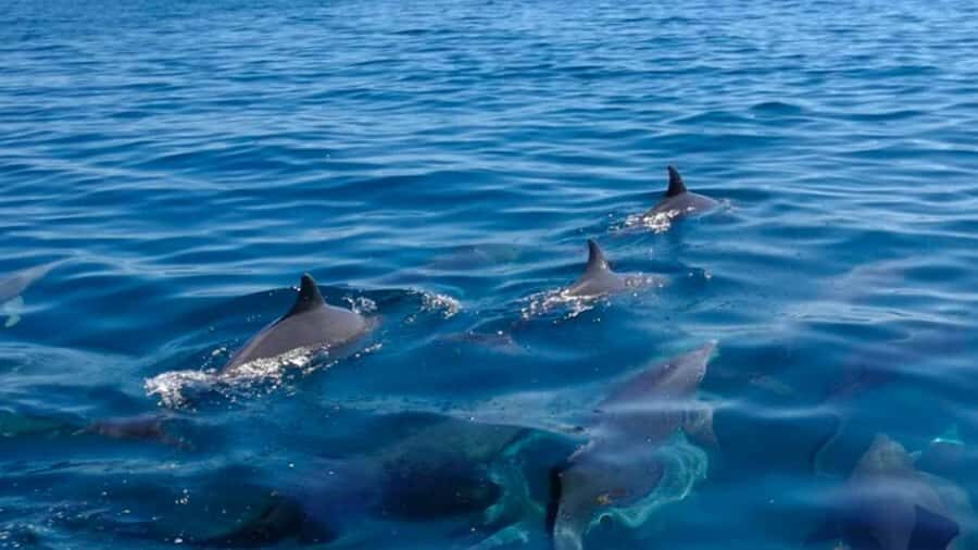 Mauritius: Private 5 Island Tour with Ile aux Cerfs - Key highlights you’ll actually feel