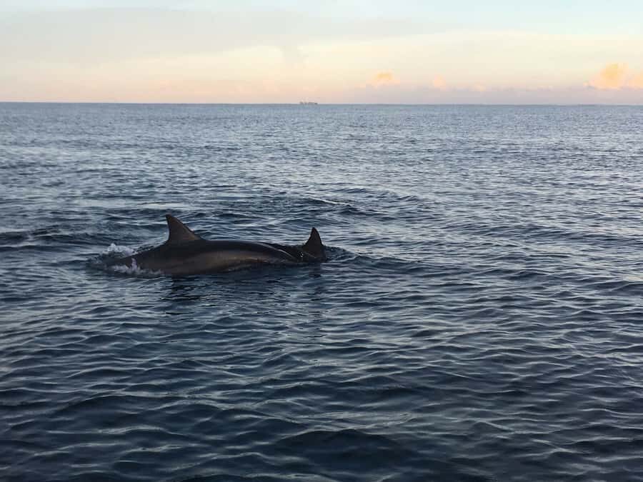 Mauritius: Private South Side and Dolphin Adventure Tour - Sunrise motorboat + wild dolphin swim: the morning that sets the tone
