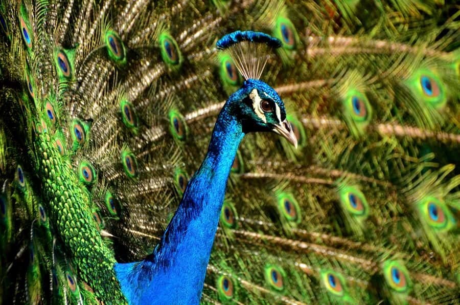 Mauritius: Private South Tour with Pickup - Who Your Guide Makes the Tour: What the Best Days Have in Common