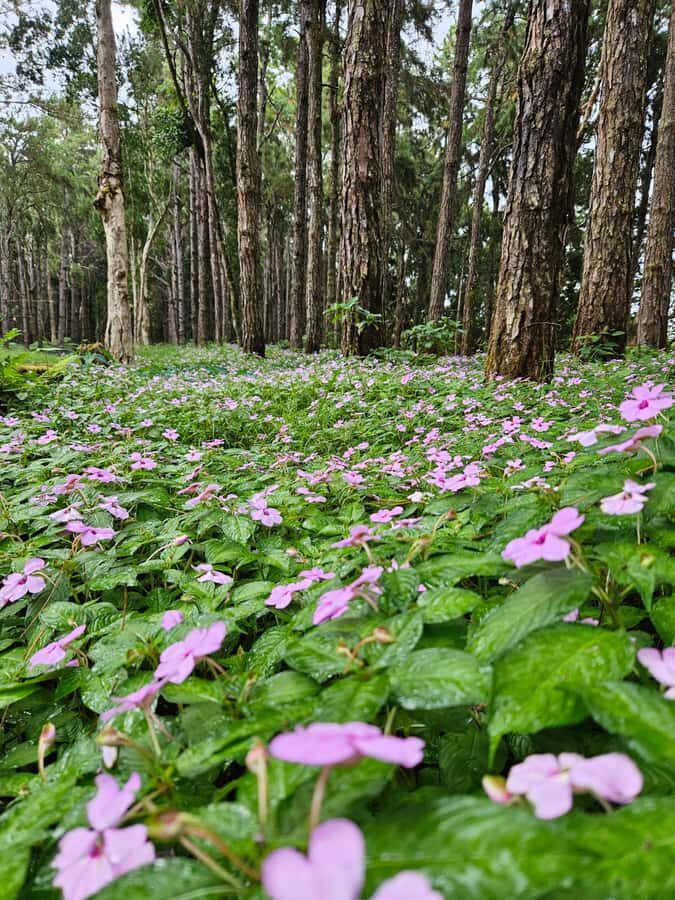 Mauritius: Private Southwest Chamarel Highlights Tour - Grand Bassin (Ganga Talao) temples: spirituality inside the forest
