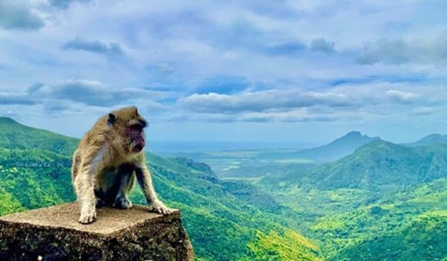 Mauritius: Private Southwest Day Tour - Black River Gorges viewpoint and Alexandra Falls: nature with a payoff