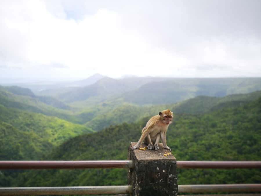 Mauritius: Private Southwest Tour with Pickup - Curepipe and Floreal: Colonial French Architecture Meets Island Views