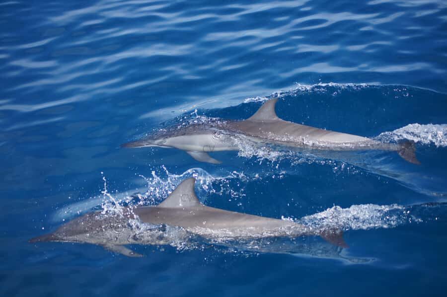 Mauritius: Private Swim with Dolphins - Key things to know before you go