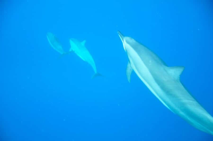 Mauritius: Private Swim with Dolphins - Private Dolphin Swim in Mauritius: What Makes This More Than a Photo Stop