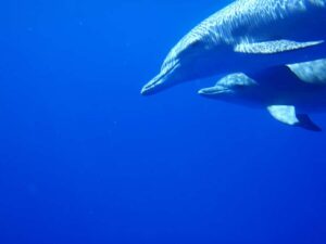 Mauritius: Private Swim with Dolphins - The 150-Minute Flow: Boat Ride, Dolphin Swim, Then Reef Snorkel