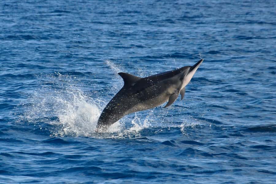 Mauritius: Private Swim with Dolphins - Meeting at Grande Rivière Noire: What You Should Plan For Logistically