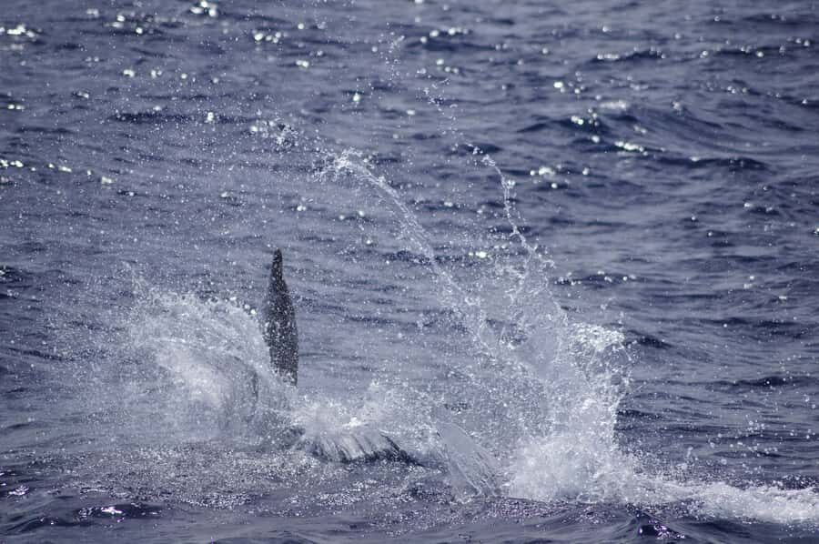 Mauritius: Private Swim with Dolphins - Price and Value: Is $471 a Good Deal for a Private Swim?