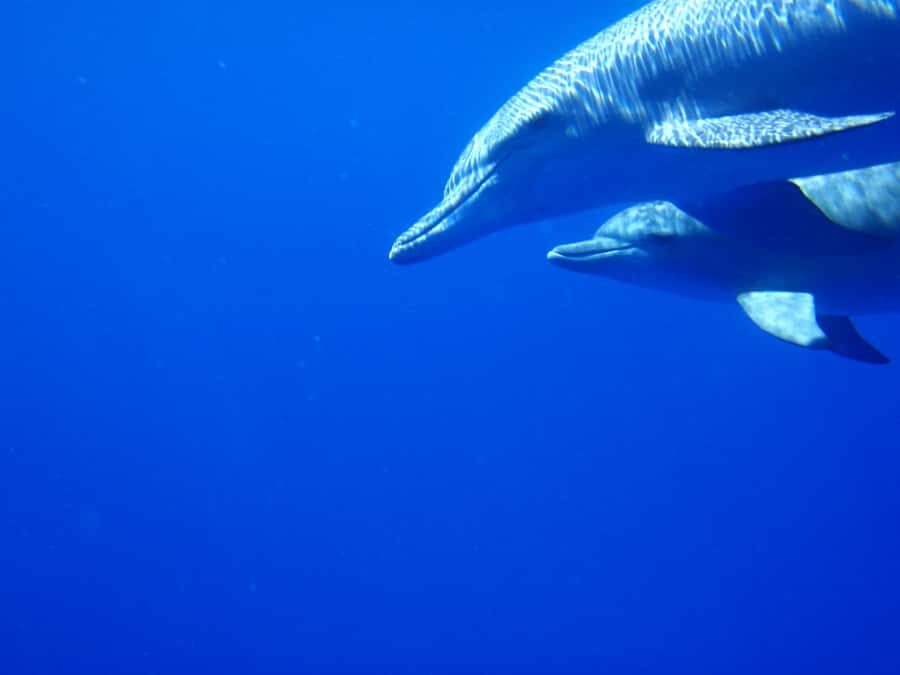 Mauritius: Private Swim with Dolphins - The 150-Minute Flow: Boat Ride, Dolphin Swim, Then Reef Snorkel