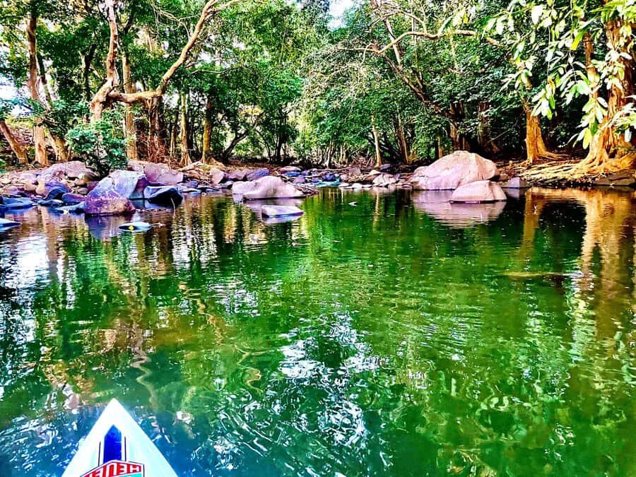 Mauritius: River Guided Kayak Tour with Monkeys - Wild monkeys on riverbanks: how to spot them without stress