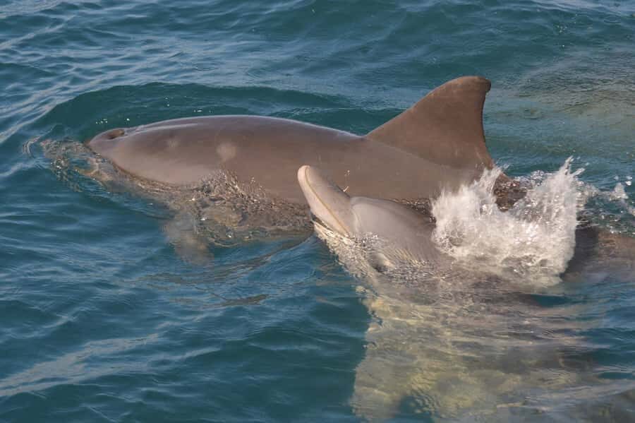 Mauritius: Snorkel and Swim with Dolphins on Speedboat Tour - Tamarin Beach dolphin tours: why this area feels special