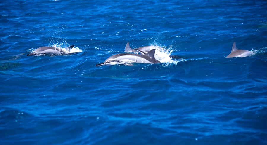 Mauritius: Snorkel and Swim with Dolphins on Speedboat Tour - Speedboat ride out: views plus a practical pace