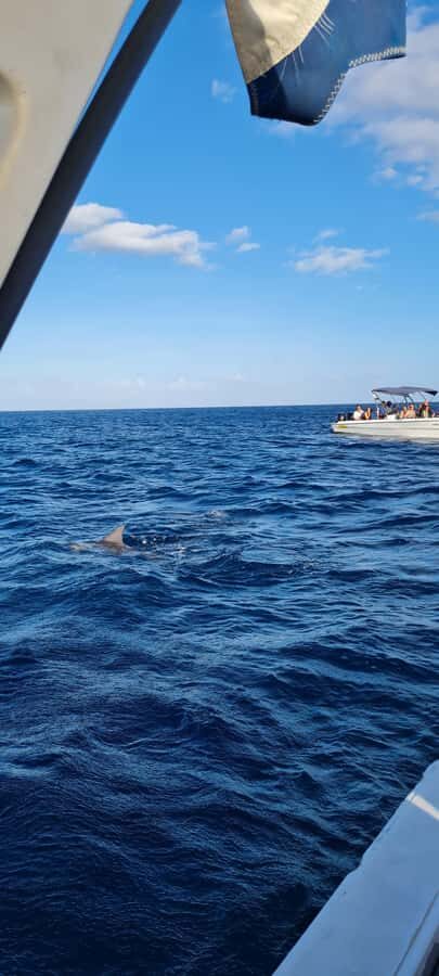 Mauritius: Snorkel and Swim with Dolphins on Speedboat Tour - Snorkelling gear and life vest: your best way to use the time