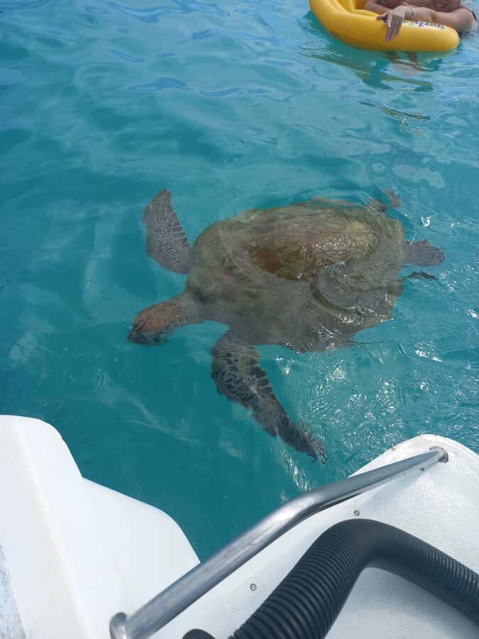 Mauritius: Snorkeling with turtles Le Transporteur speedboat - Grand Baie Morning Starts: Meeting the Crew and Choosing Your Session
