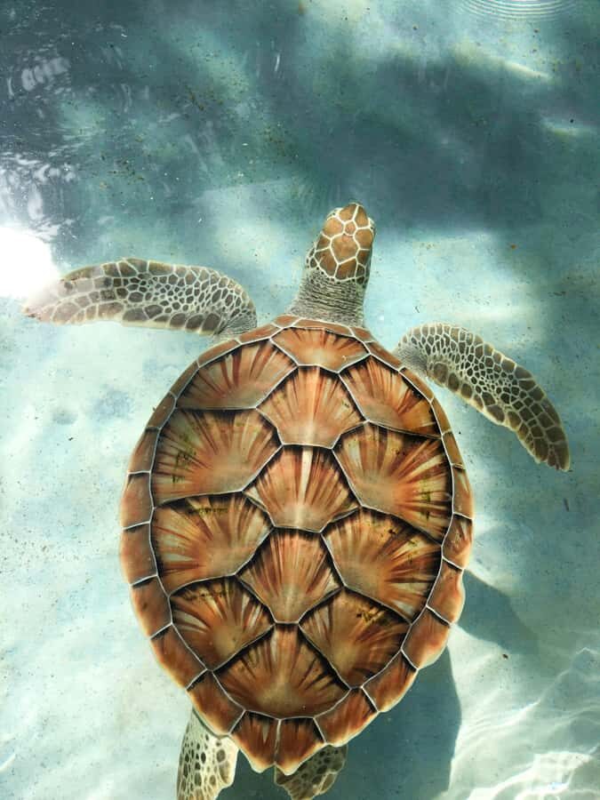 Mauritius: Snorkeling with Turtles & Port Louis Street Food - Key things I’d focus on before you go
