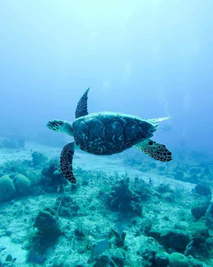 Mauritius: Snorkeling with Turtles & Port Louis Street Food - Trou aux Biches snorkeling: what makes this part work