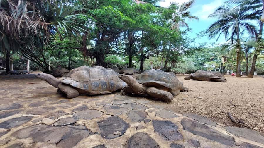 Mauritius: Southern Tour w/La Vanille & Le Morne Beach - La Vanille Nature Park: crocodiles, giant tortoises, fossils, and an insectarium