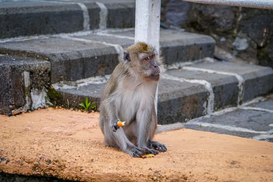 Mauritius: Sunrise Mountain Hike with Southwest Road-trip - Grand Bassin (Ganga Talao): quiet spirituality after the action