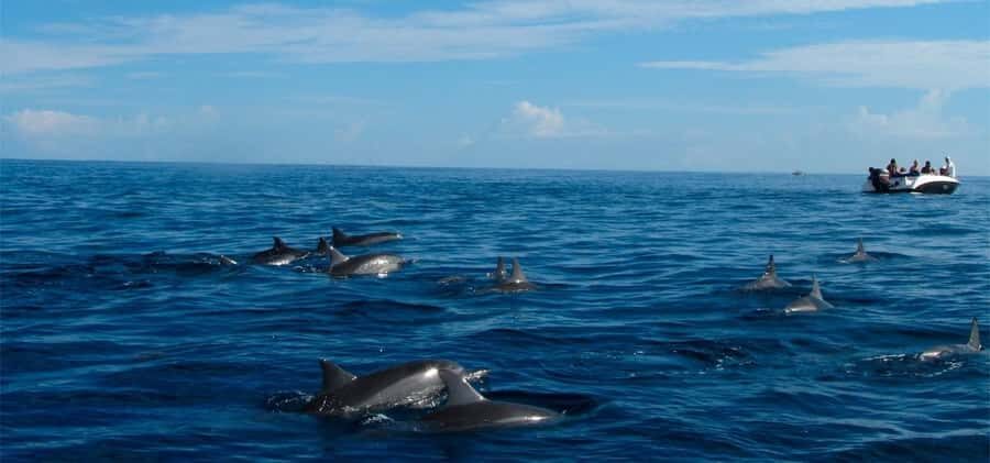 Mauritius: Swim with Dolphins Full-Day with Lunch/Drinks - Key Highlights Worth Booking For