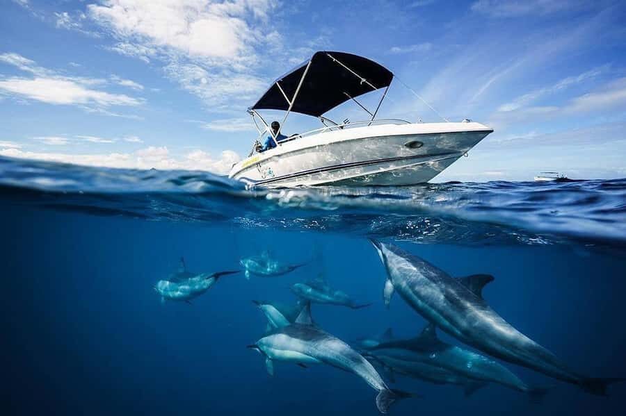 Mauritius: Swim with Dolphins Full-Day with Lunch/Drinks - Speedboat Cruise: The Dolphin Search Runs West-Coast Style