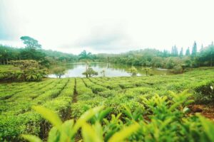 Mauritius: Tea, Rum and Vanilla Route with Lunch and Pickup - Bois Chéri Tea Factory and the Chalet Tasting You’ll Remember