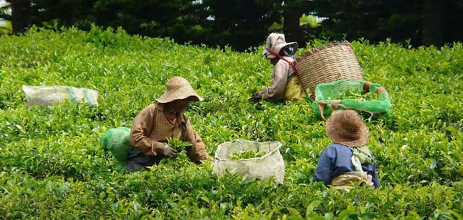 Mauritius: Tea, Rum and Vanilla Route with Lunch and Pickup - Who This Tour Suits Best