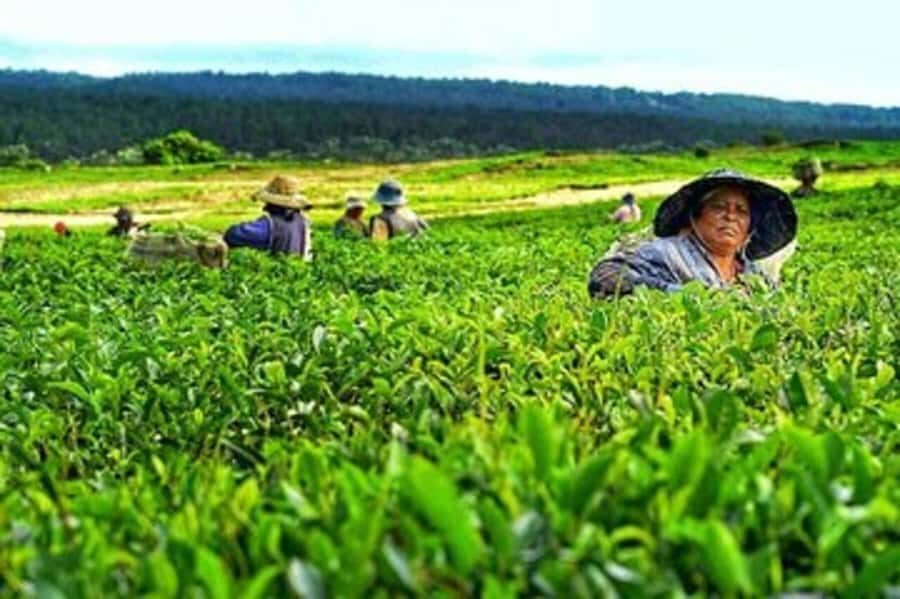 Mauritius: Tea, Rum and Vanilla Route with Lunch and Pickup - Should You Book the Mauritius Tea, Rum and Vanilla Route?
