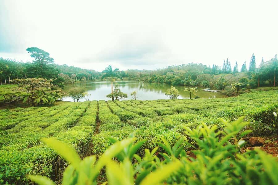 Mauritius: Tea, Rum and Vanilla Route with Lunch and Pickup - Bois Chéri Tea Factory and the Chalet Tasting You’ll Remember